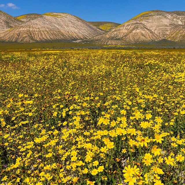 Take a journey with me into California's super bloom! Today we launched a new series #NatureinFocus @Discovery. You can watch by visiting the link in my profile. Our premiere episode takes a look at the fleeting wildflower phenomenon known as the sup