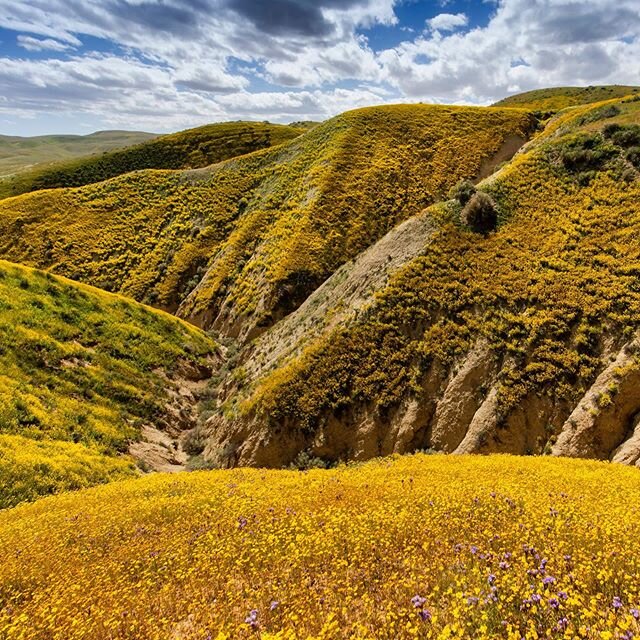 Join me on an expedition into the #CarrizoPlain where for the last several years plentiful rainfall has resulted in outstanding displays of wildflowers, including the fleeting phenomenon known as the super bloom. This visual display is so outstanding