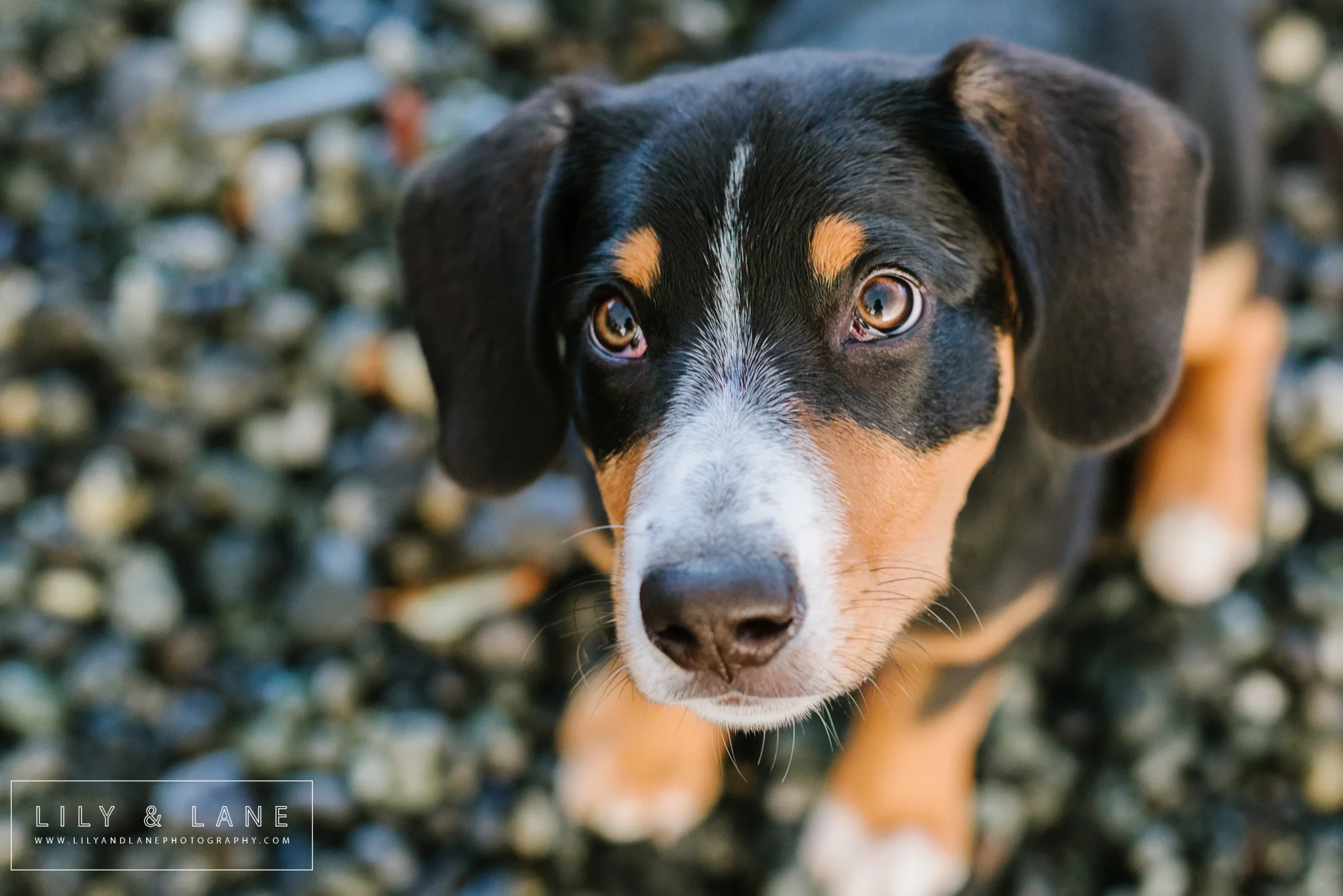 LilyandLane_VictoriaBC_FamilyPhotographer (10).jpg