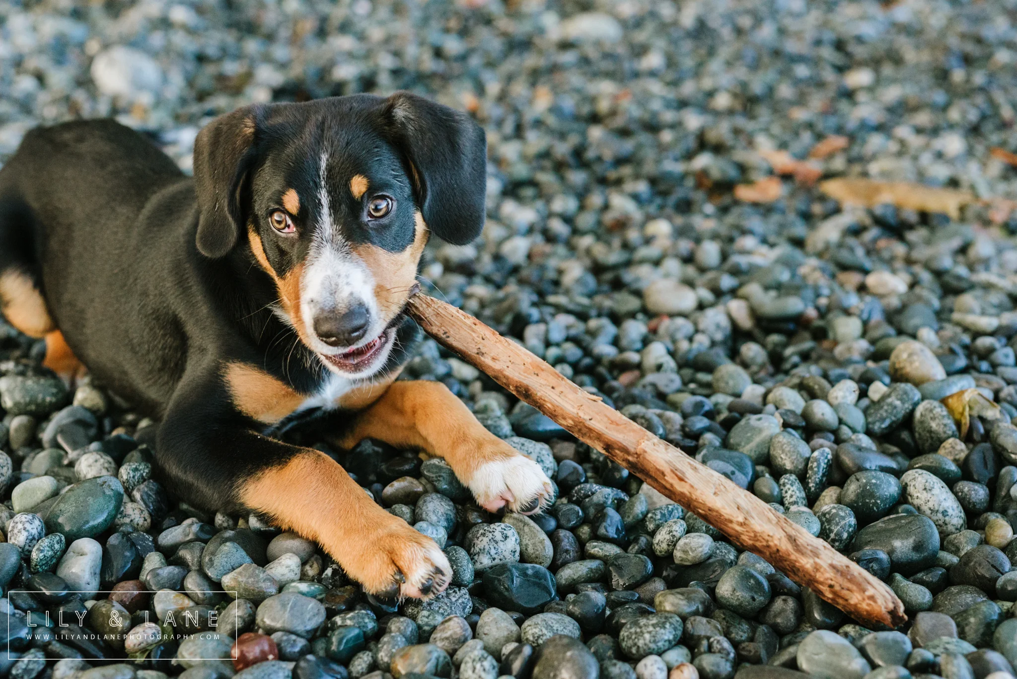 LilyandLane_VictoriaBC_FamilyPhotographer (15).jpg