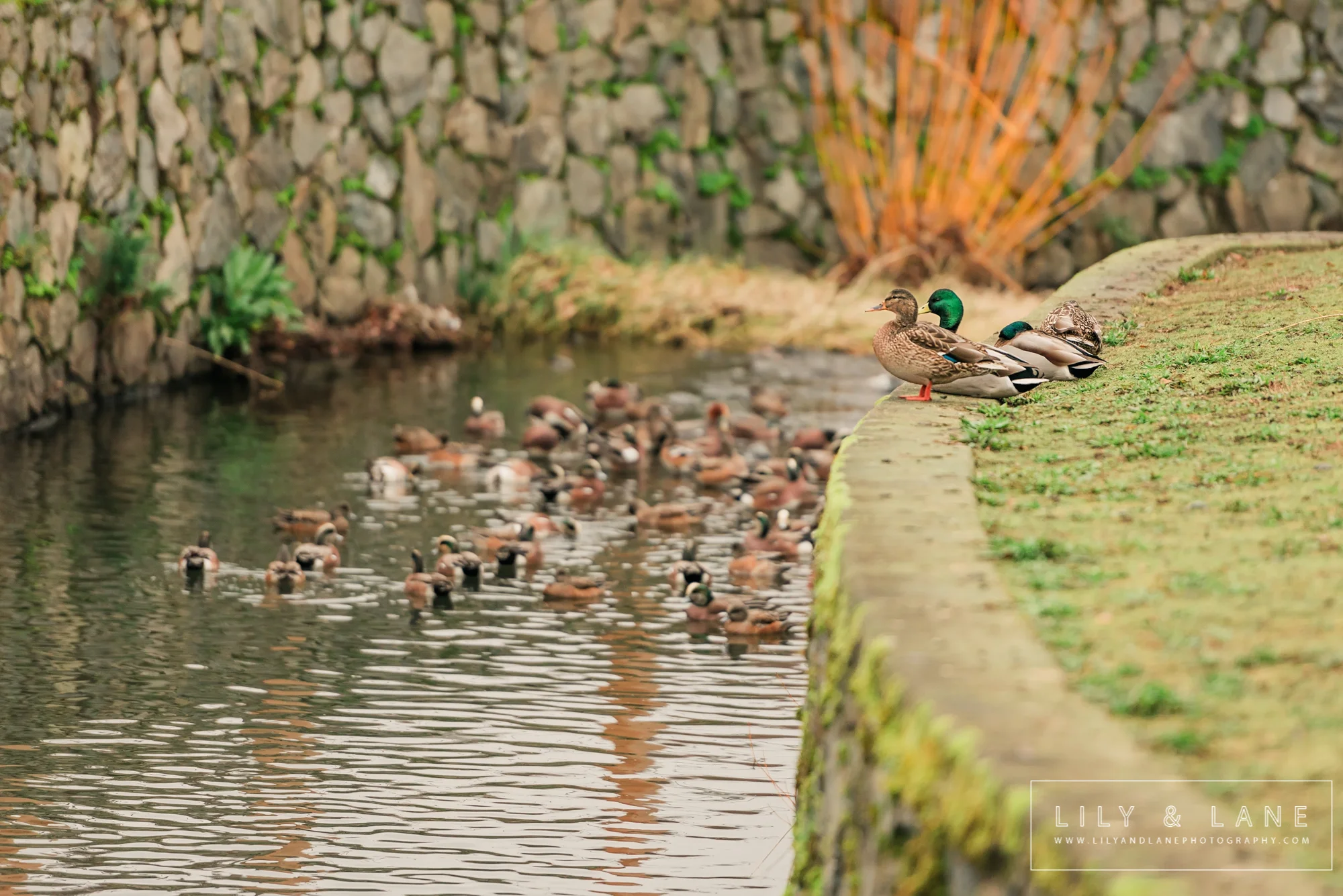 LilyandLane_VictoriaBC_ChildrensPhotography (1).jpg