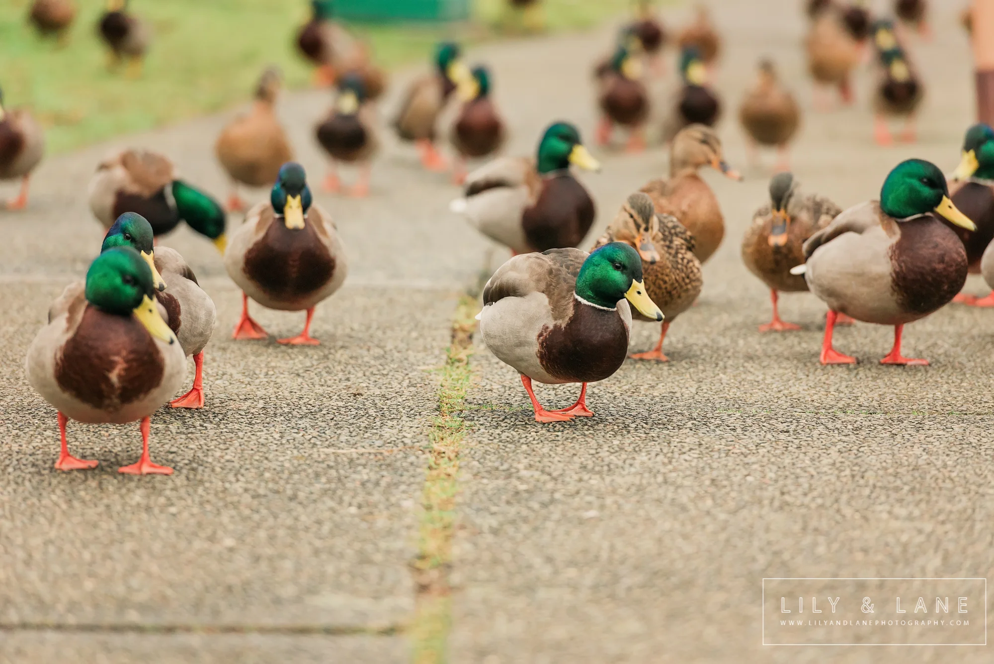LilyandLane_VictoriaBC_ChildrensPhotography (3).jpg