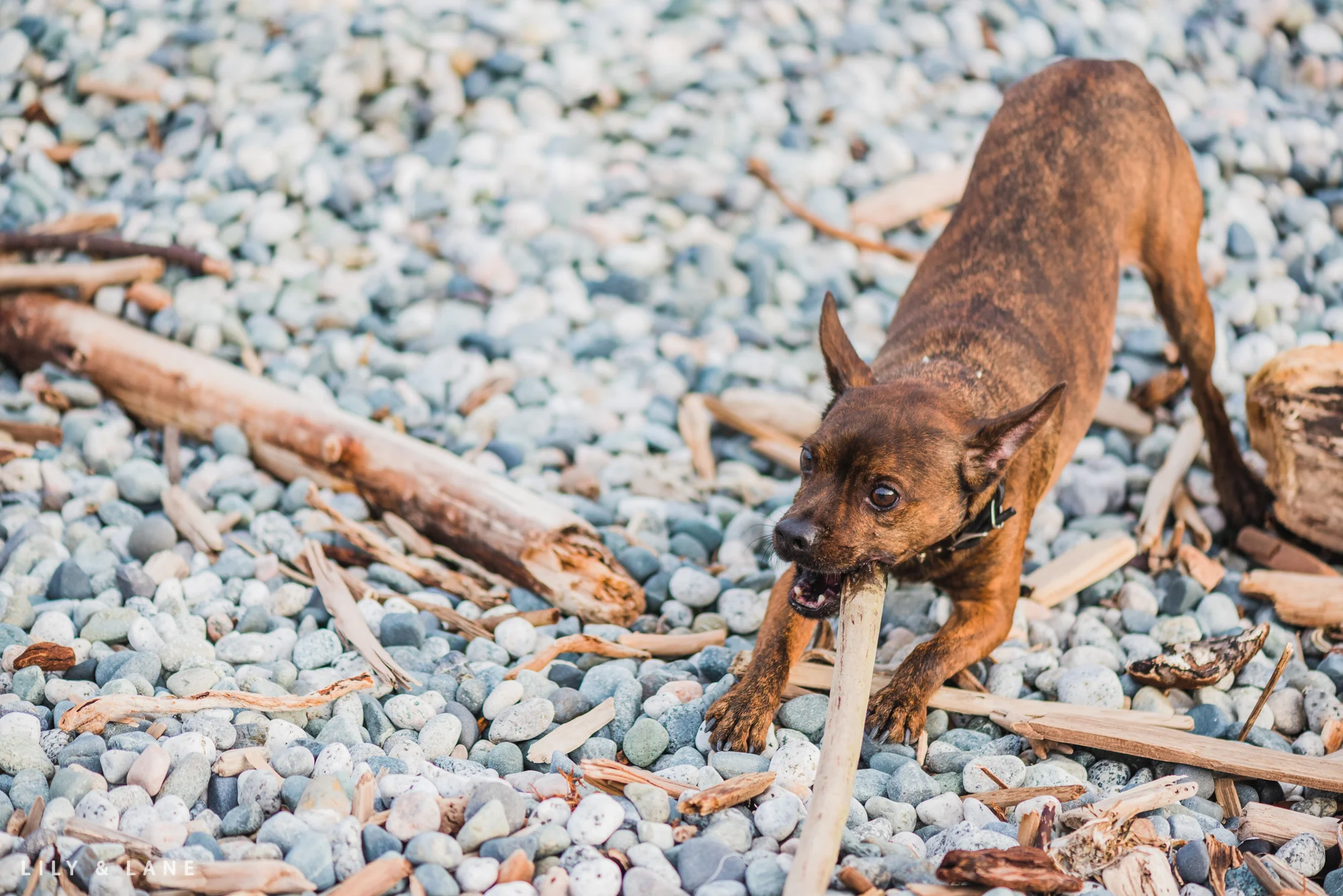 Nicola_Reiersen_Photography_Victoria_BC_Photographer.jpg