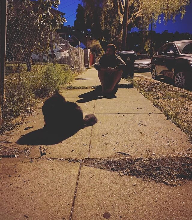 Late night sidewalk hangs with Portugal. #catsofinstagram #blackcat #highlandpark #portugalthecat