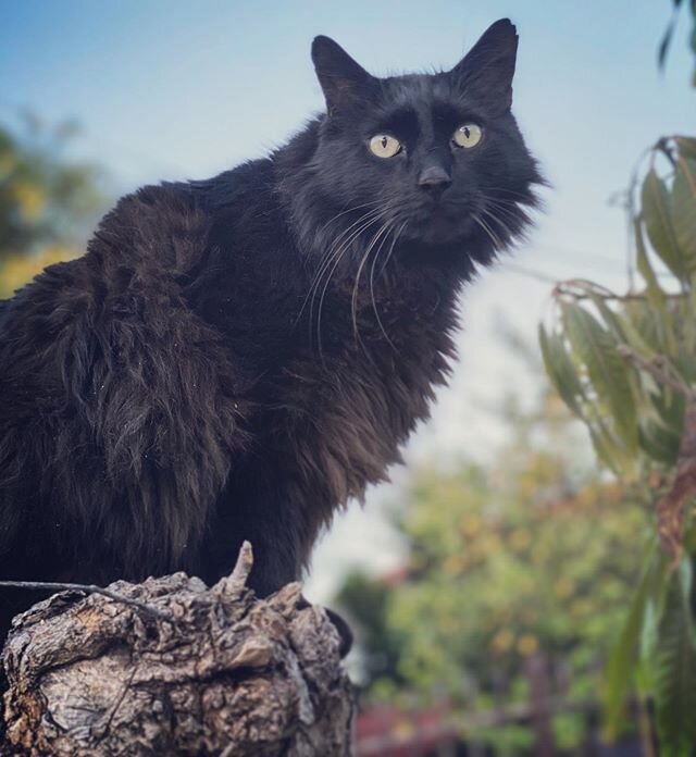 Spotted a wild panther in Highland Park. #panther #cat #blackcat #portugalthecat #catsofinstagram #catsofhighlandpark
