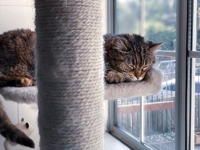 Sleepy Molly. #cat #catsofinstagram #catsofhighlandpark #catnap