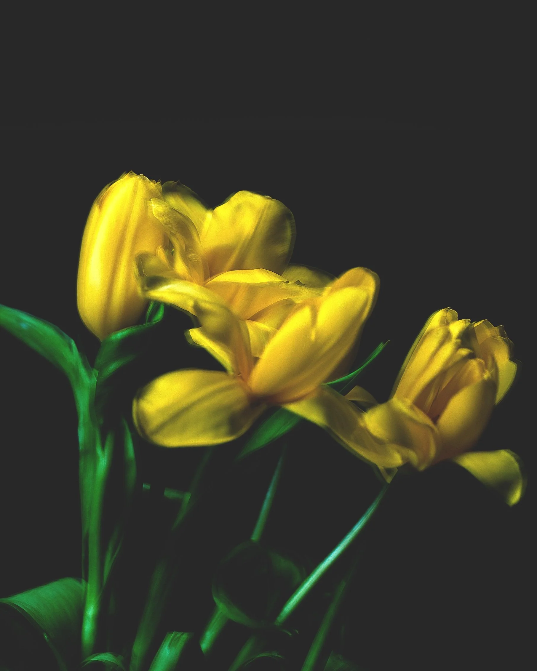 ALL+SAINTS+FLORA+FUTURA53827.jpg