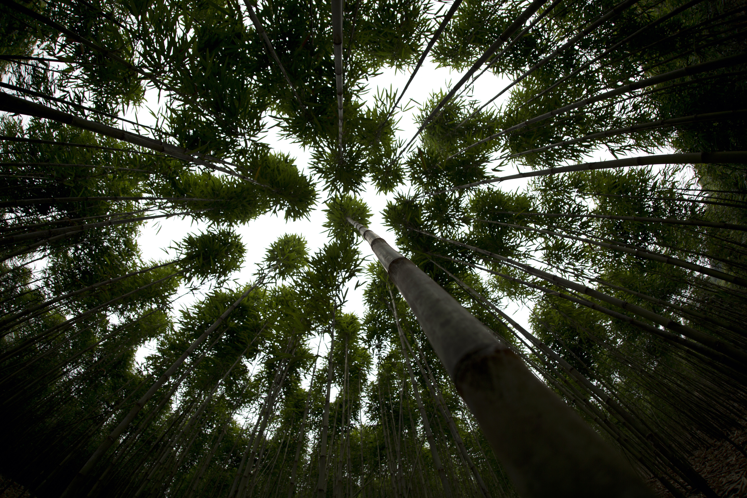 Bamboo forest near Aozi Town, Guangdong Province, China (February 2015)