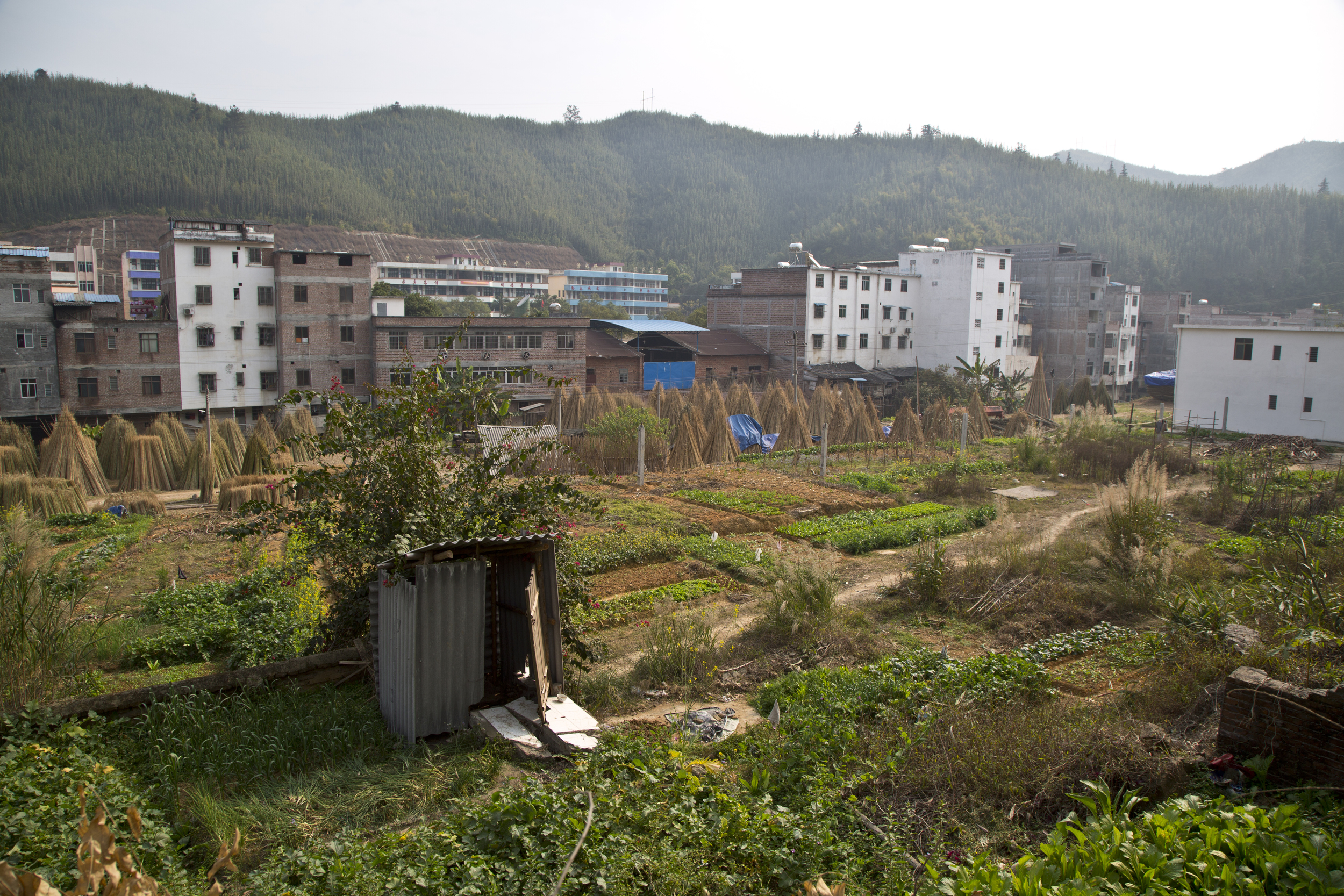 aozi_bamboo_farm.jpg