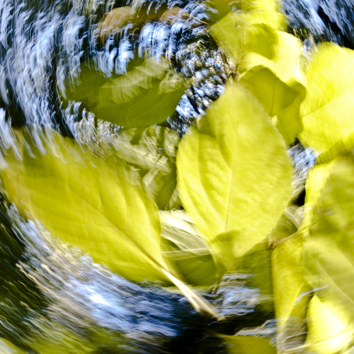 Autumn Leaves, Bald Head Island, 2013