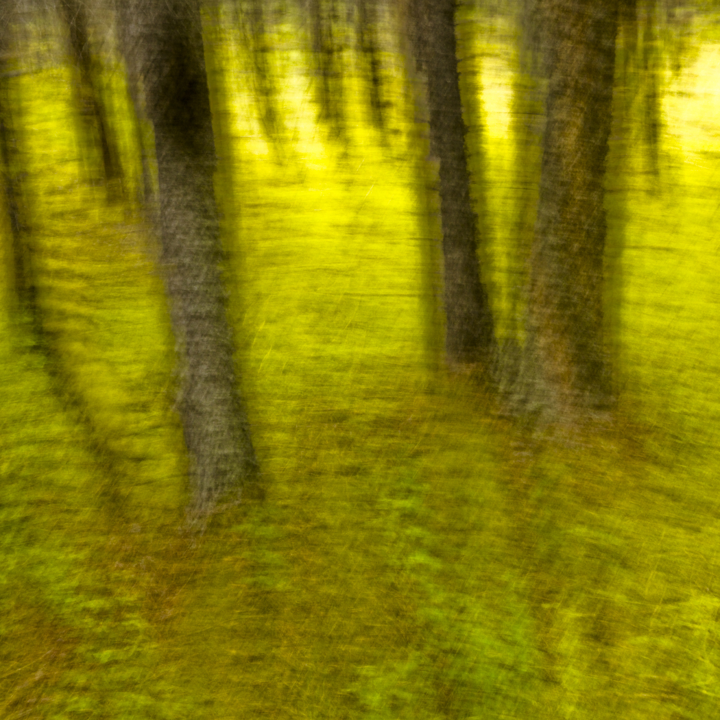 Forest, Canadian Rockies, 2013