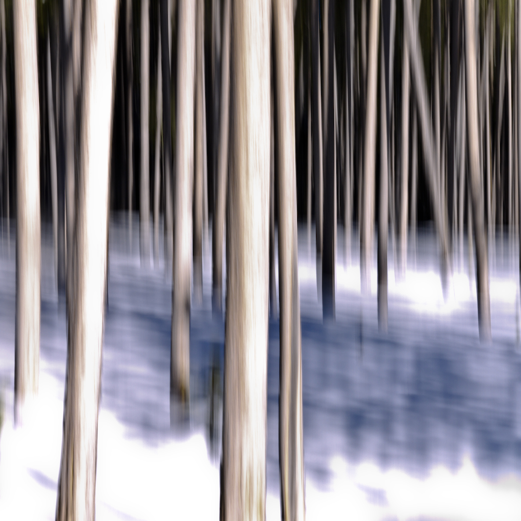 January Aspens in Wyoming, 2014/15
