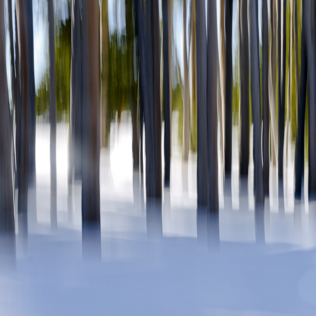 January Pines in Wyoming, 2014/15