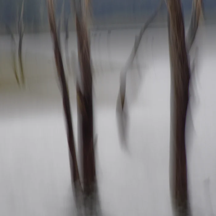 Sunken Teak Forest, India, 2015