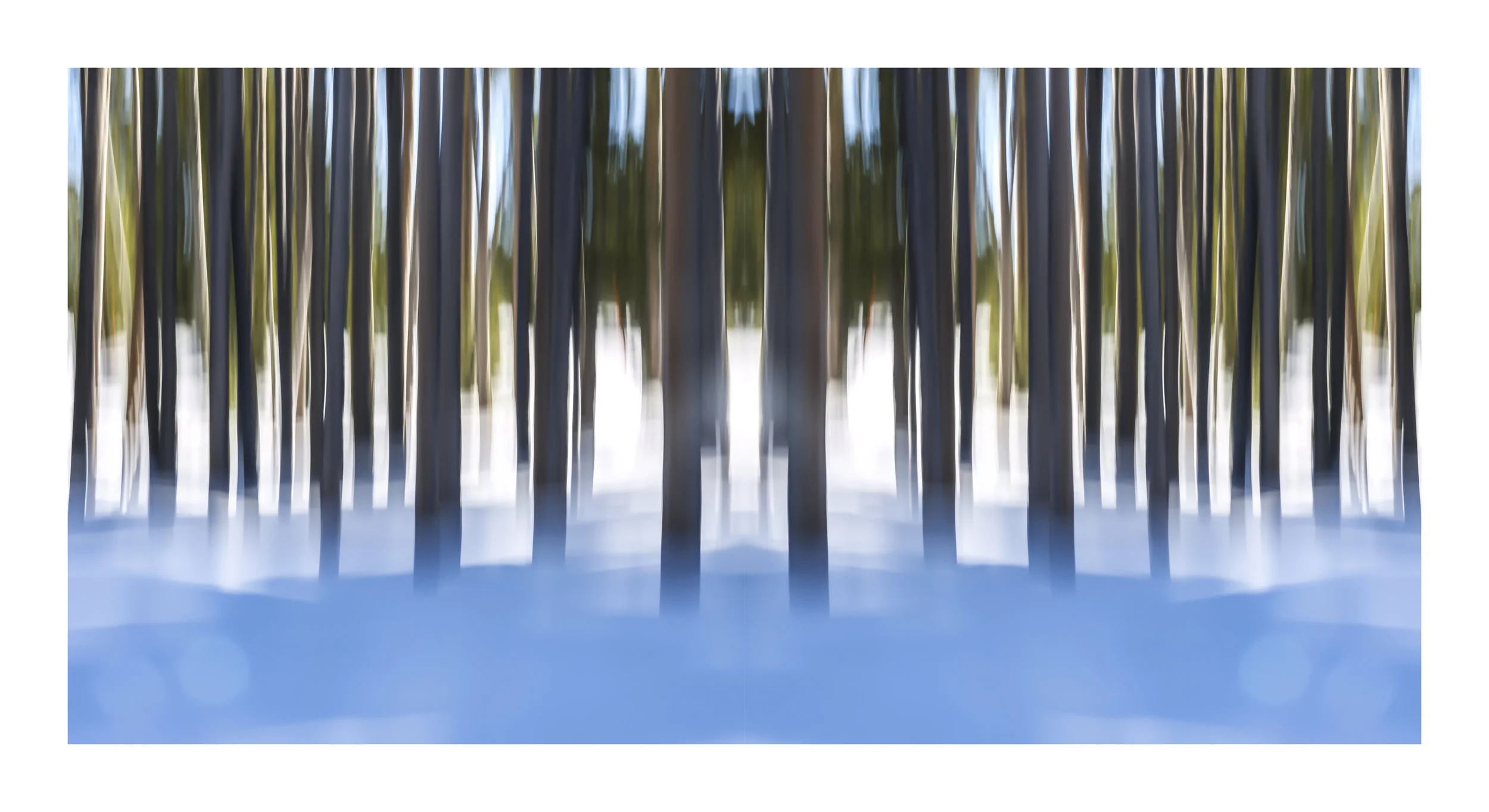 WinterPines.jpg