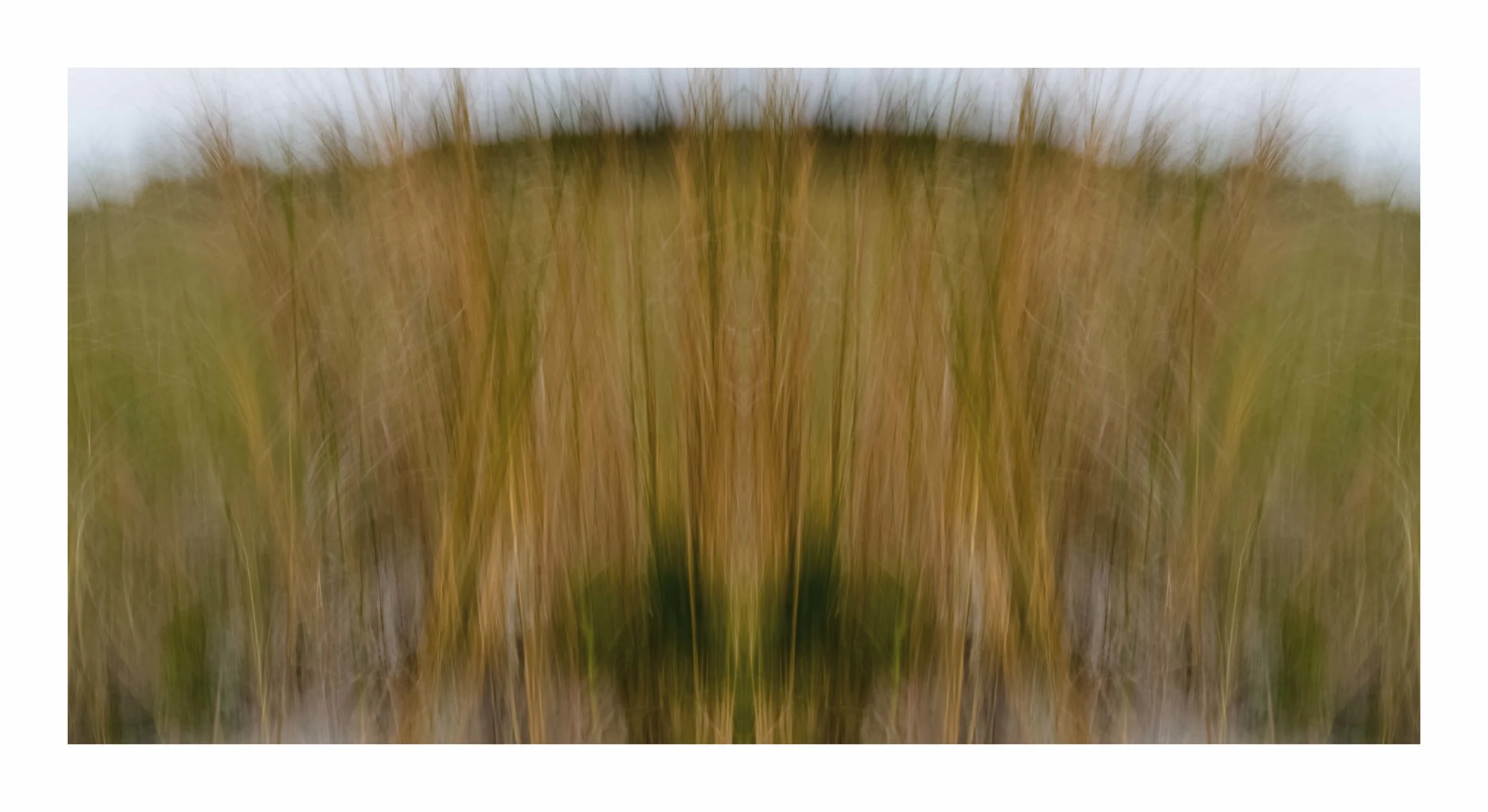 SeaGrass.2M.jpg