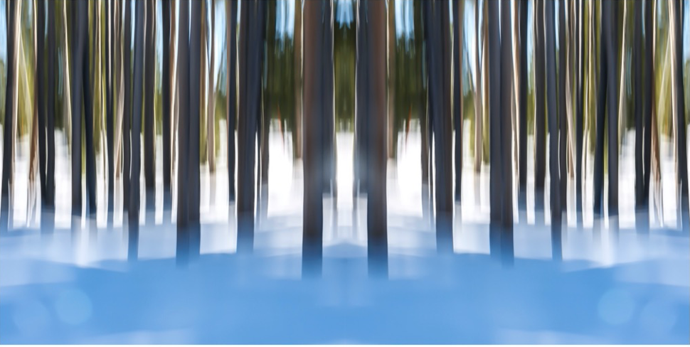 Winter Pines, Wyoming
