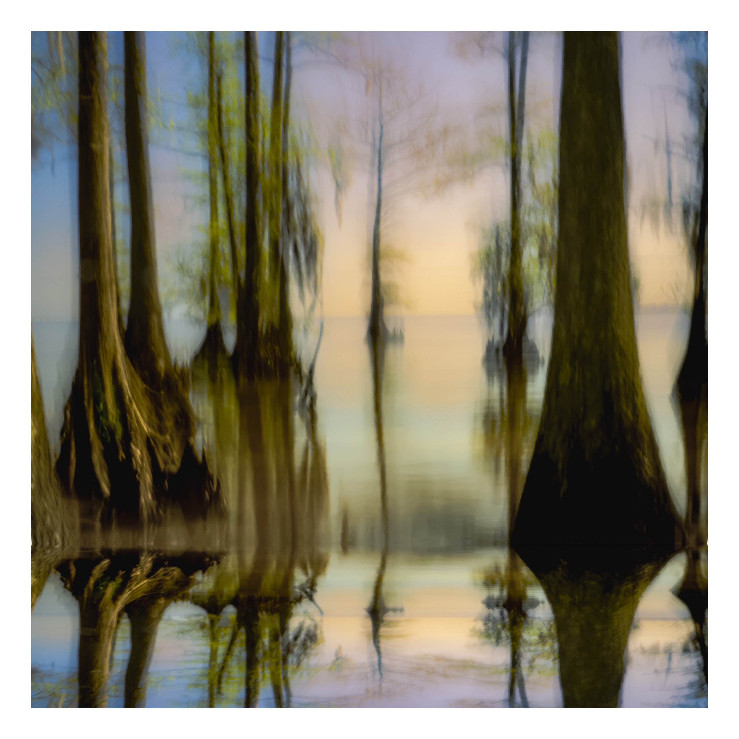 Cypress Grove with Horizon, Albemarle Sound_36x36.jpg