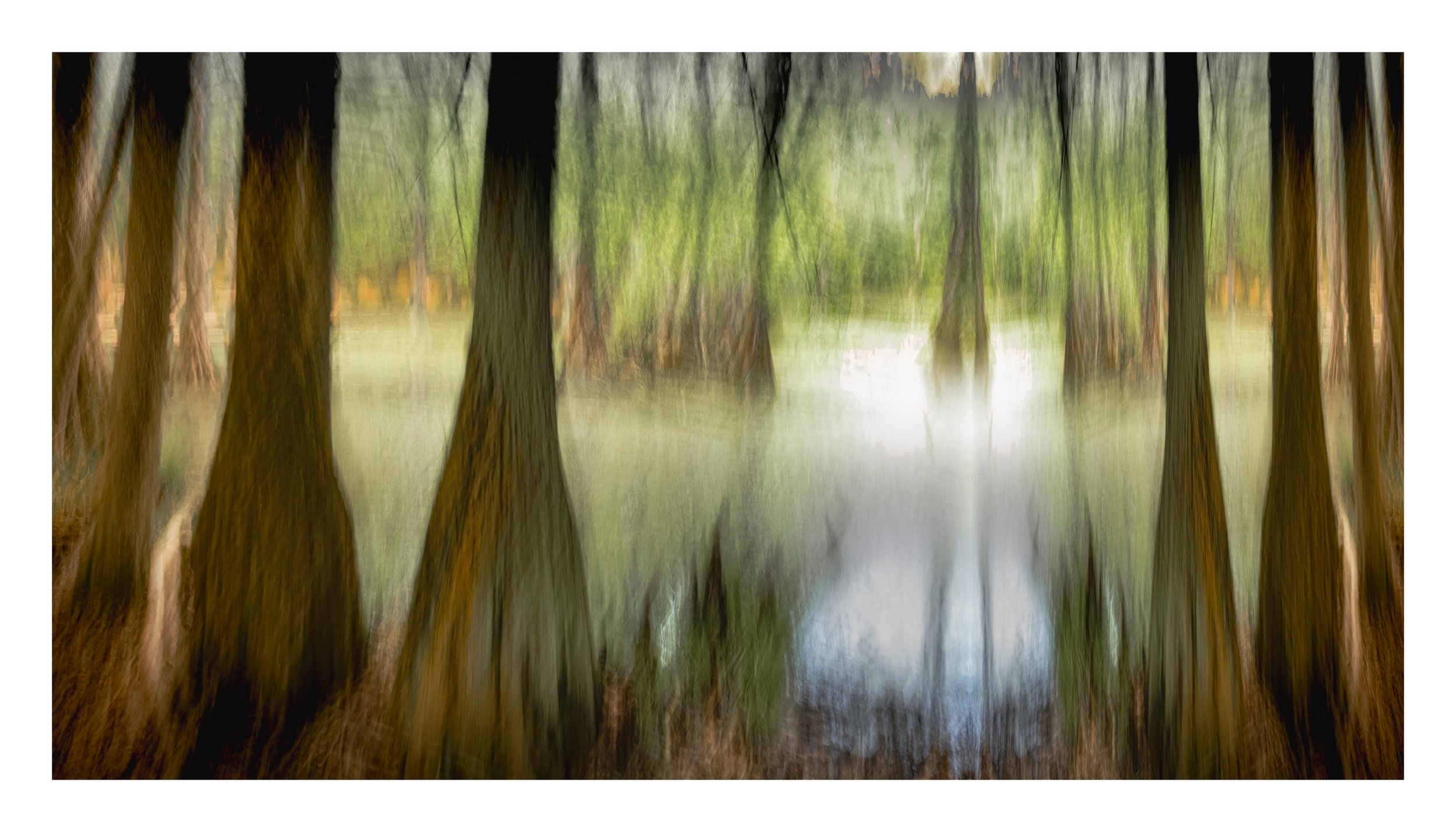 Swamp, Early Morning, Chowan County_36x66.jpg