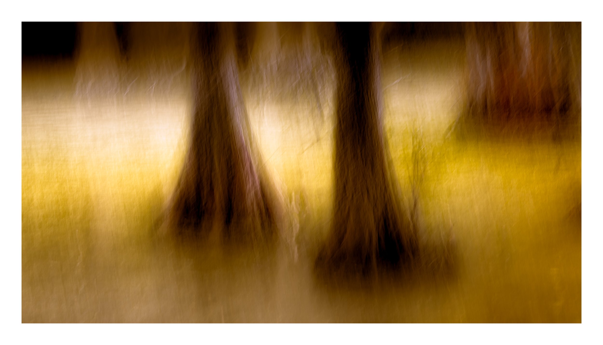 Luminous Cypress, Chowan.County_24x42.jpg