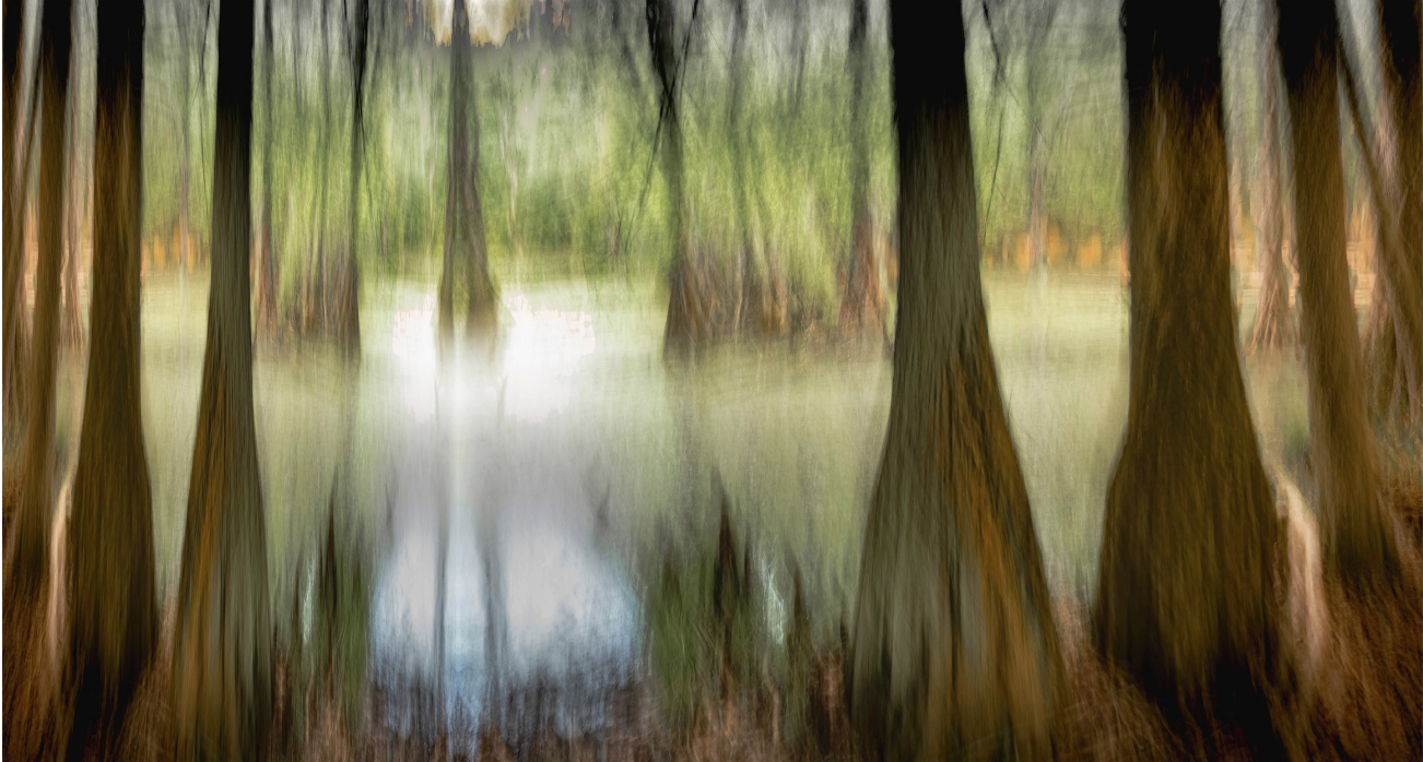 Swamp, Early Morning, Chowan County_24x42.png