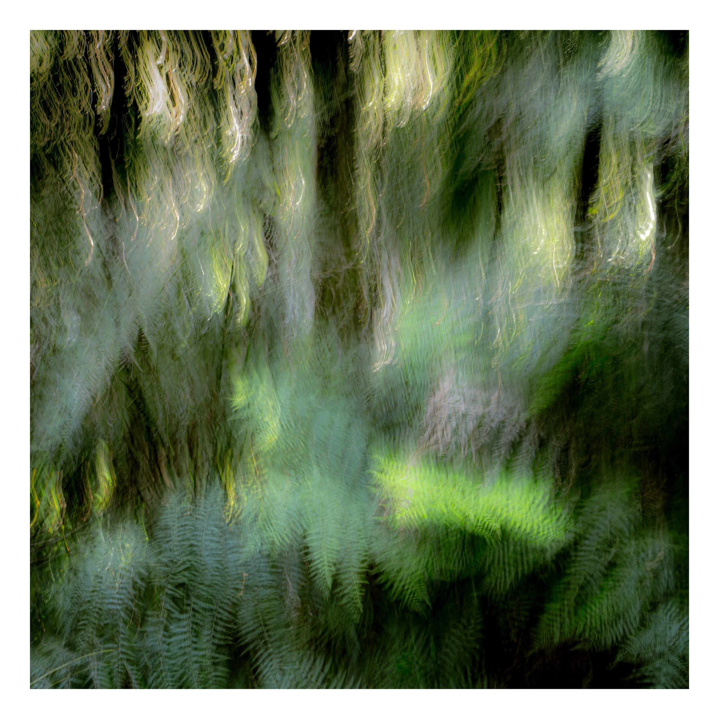 Whether or Not a Paradise_36x36