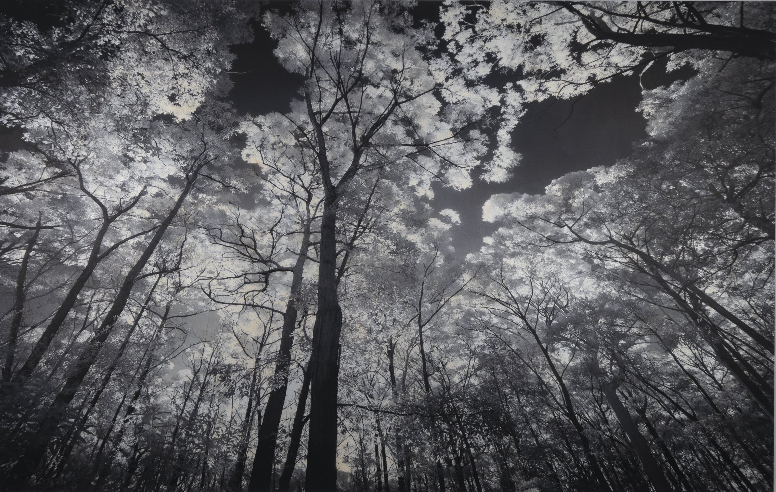 Look Up, the Sky_24x36