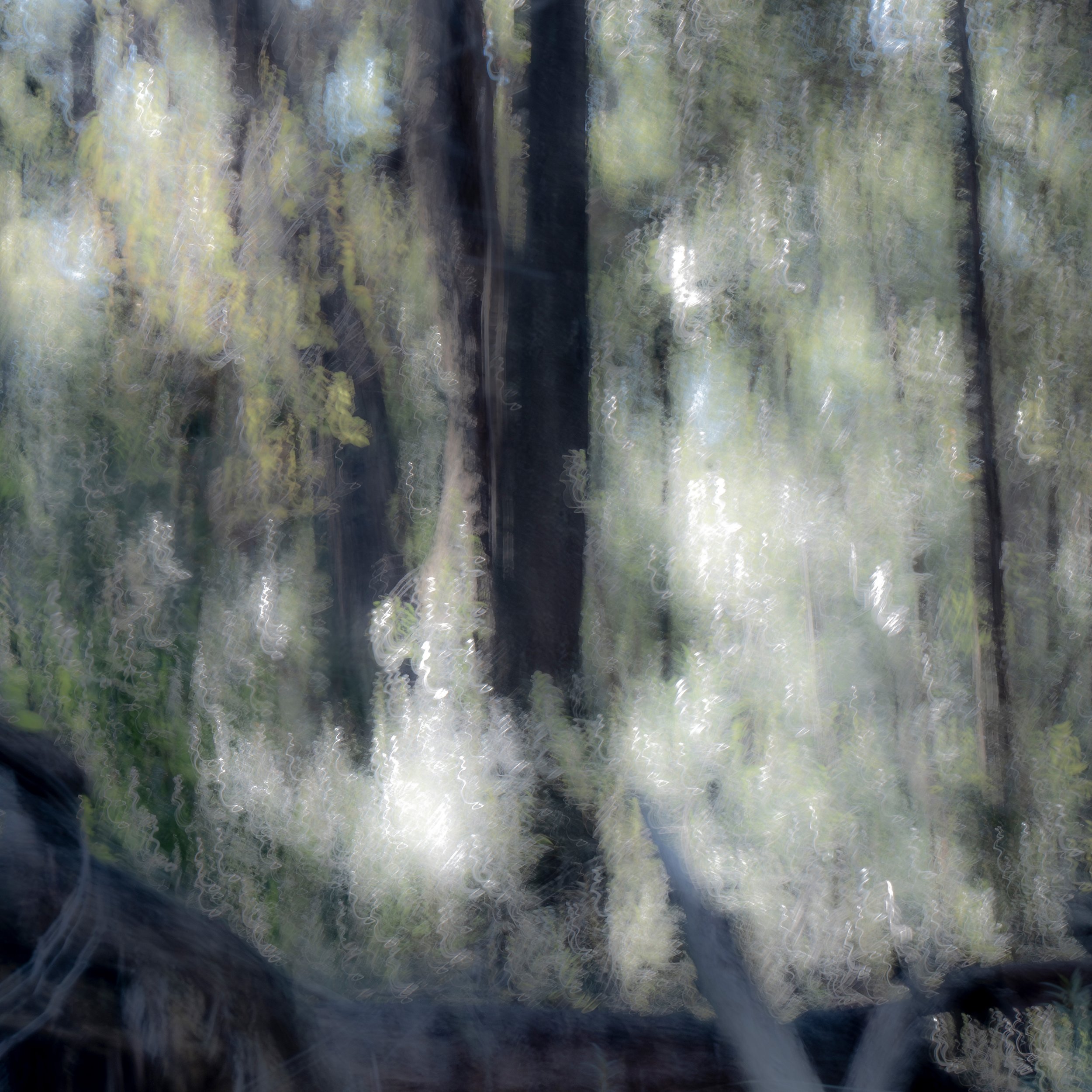 Only the Cuckoo Cries Out_30x30