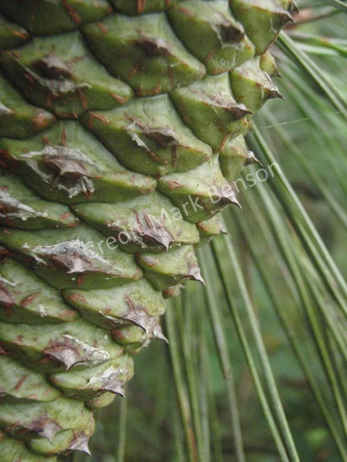 Pine.jpg