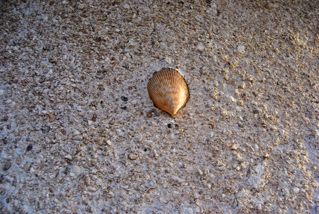 Someone has been having too much fun placing bits of coral and shells in the aggregate finish of the bures.
