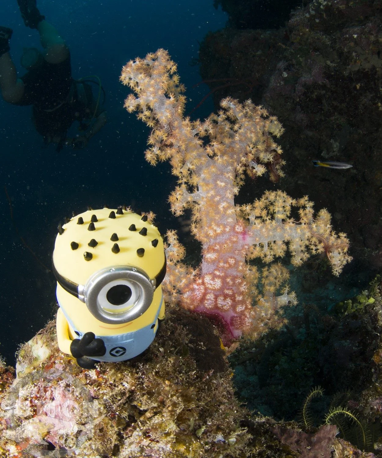 Taveuni Diving Post Winston -- First Pictures