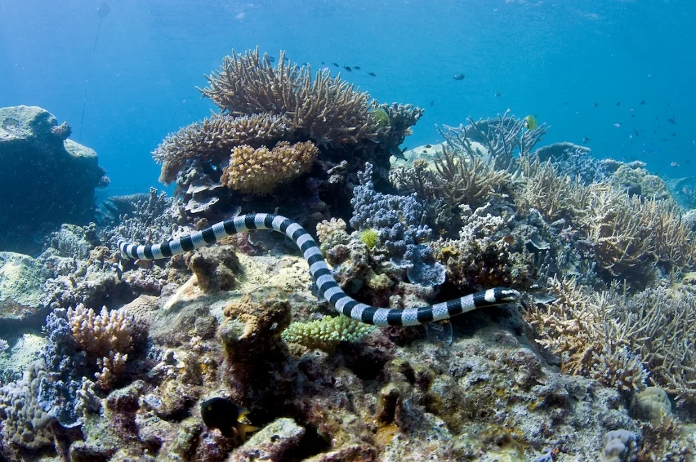 Banded Sea Krait