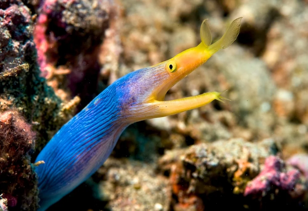 Blue Ribbon Eel