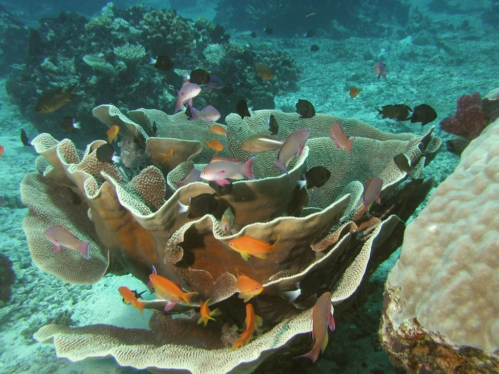 HartmanFijiDive 345.jpg