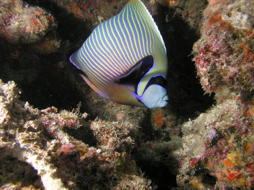HartmanFijiDive 402.jpg