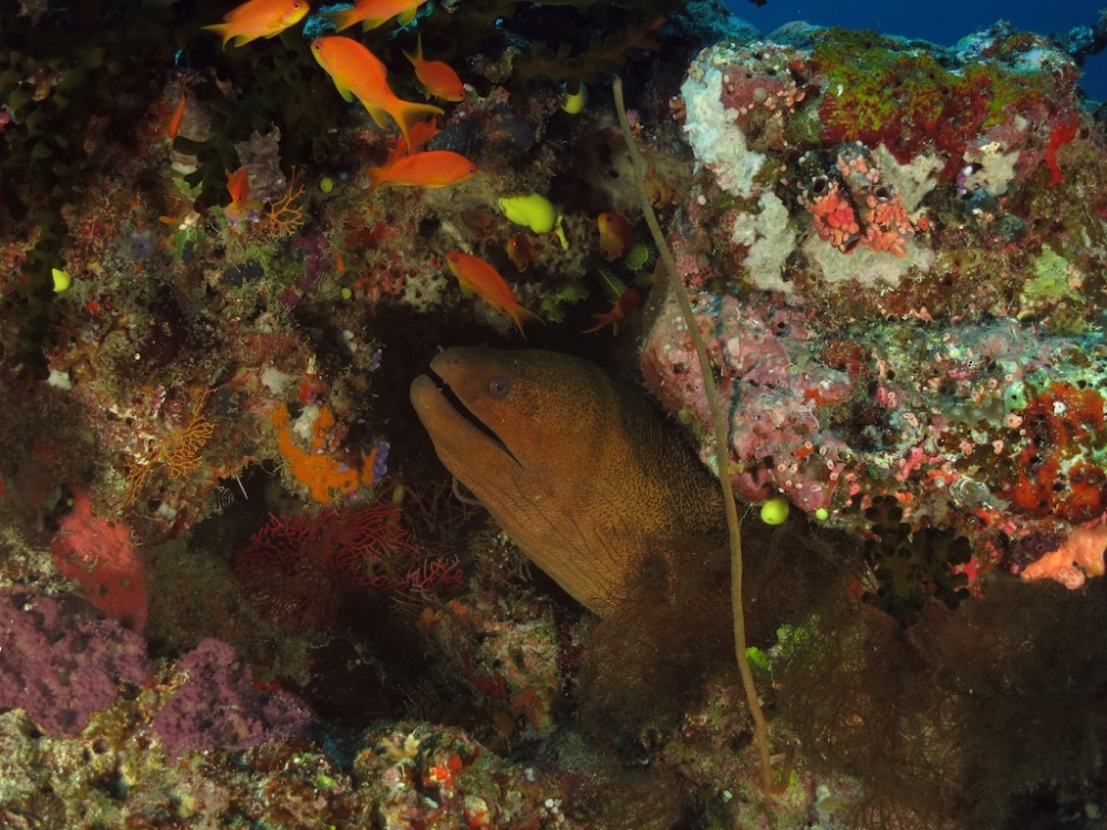 Diving Photos — Taveuni Dive Resort