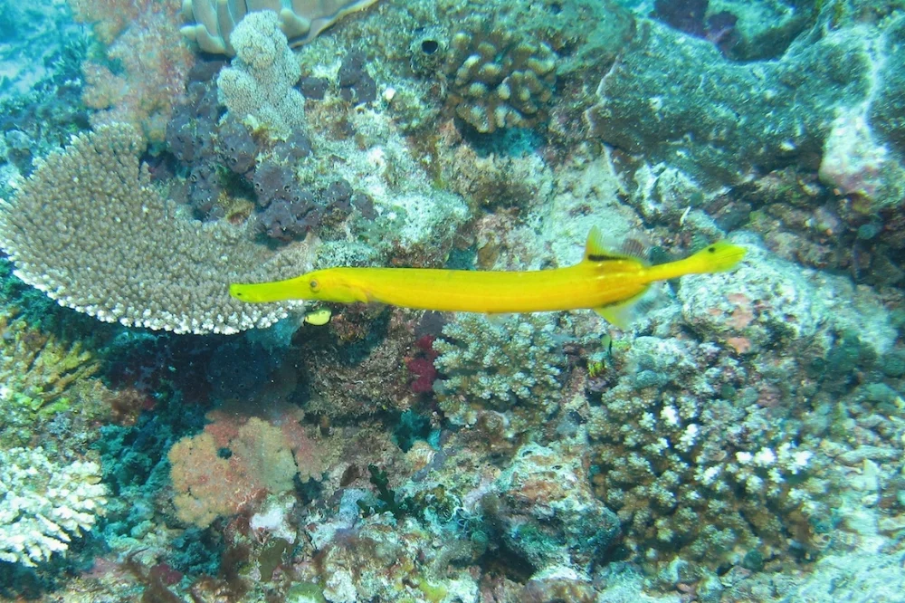 Trumpetfish