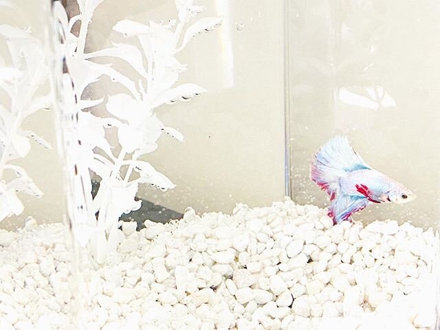 Meet Solace... Right. On. Time. #betta #bettafish #solace #fish #photography #rainbow #rainbowtail