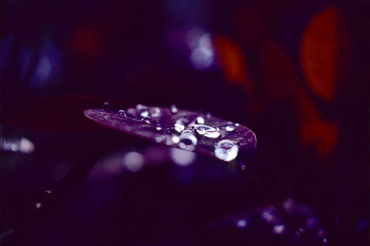 Leaf Drops