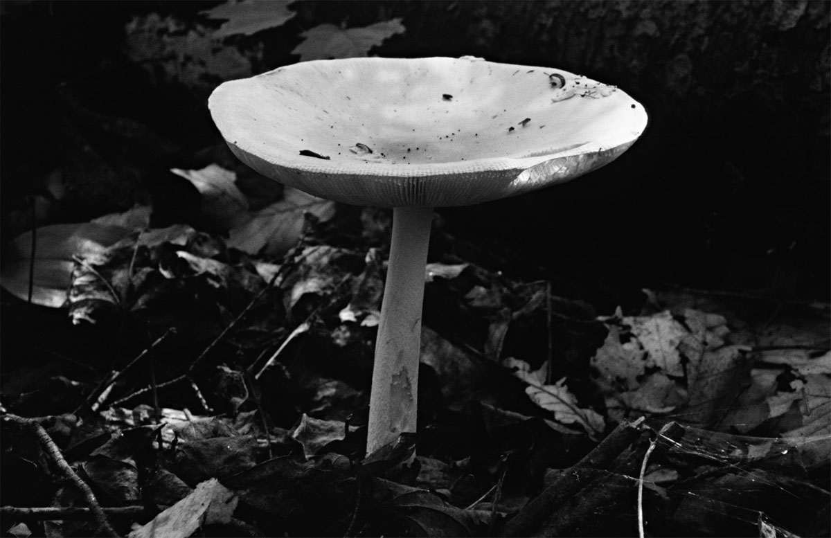 Risen from the Fallen Leaves