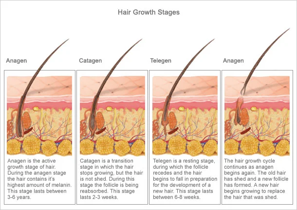 hair_growth_stages.jpg