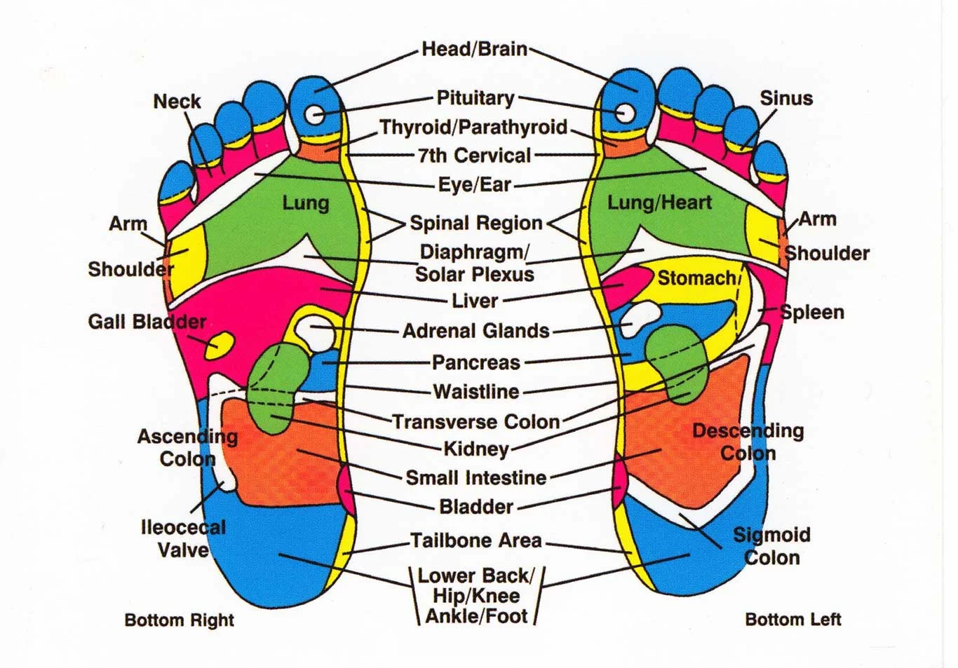 footchart.jpg