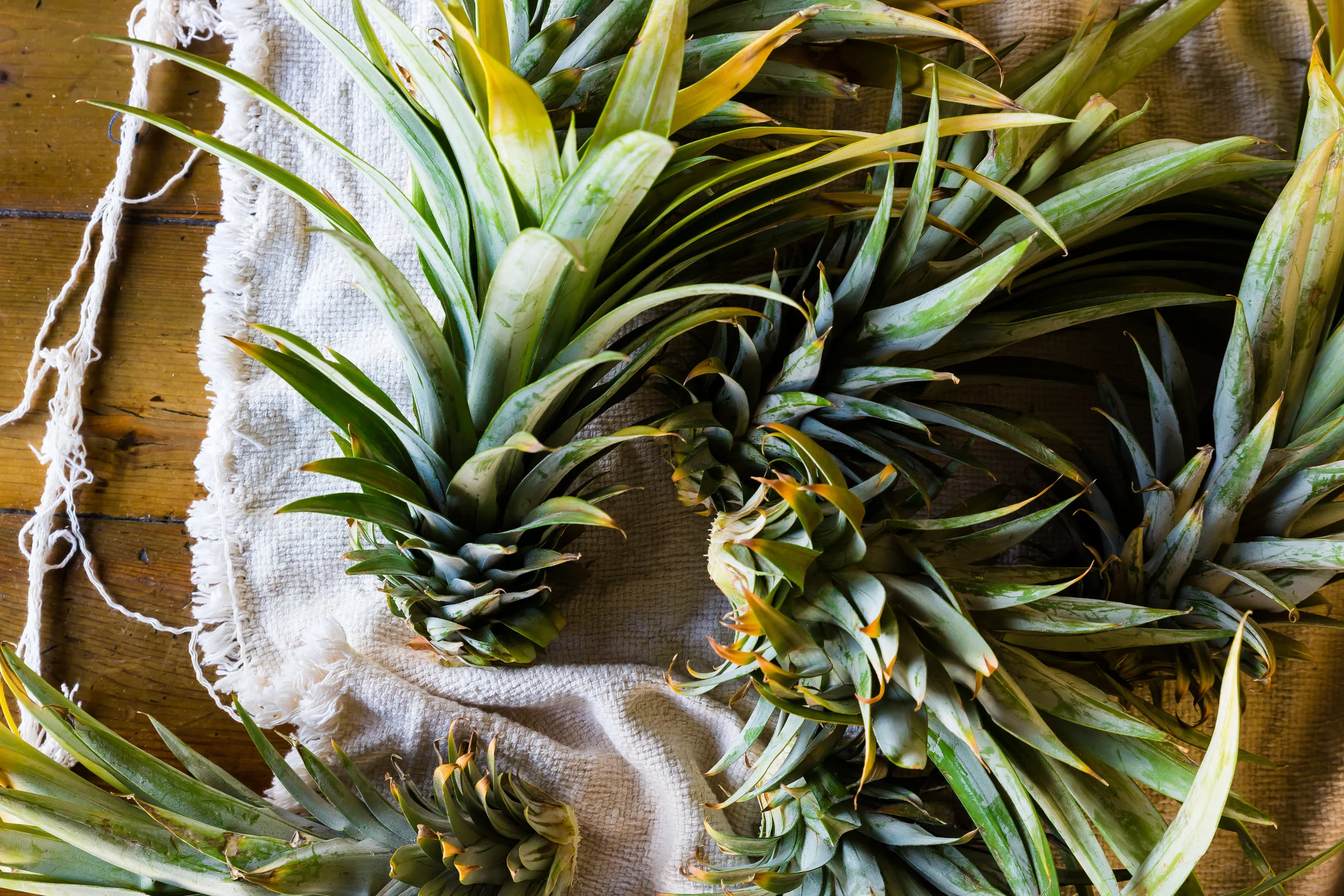 Pineapple Tops.jpg