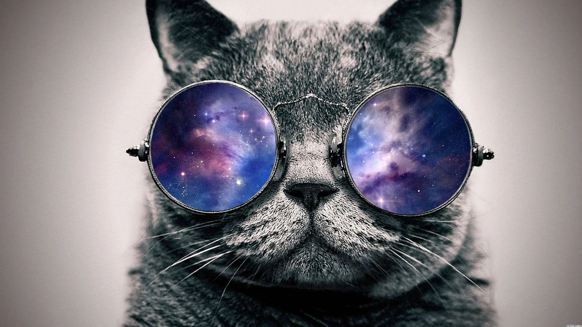 Photoshop_Cat_in_Space_043860_.jpg