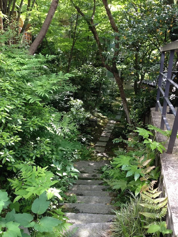 The path to the forest garden