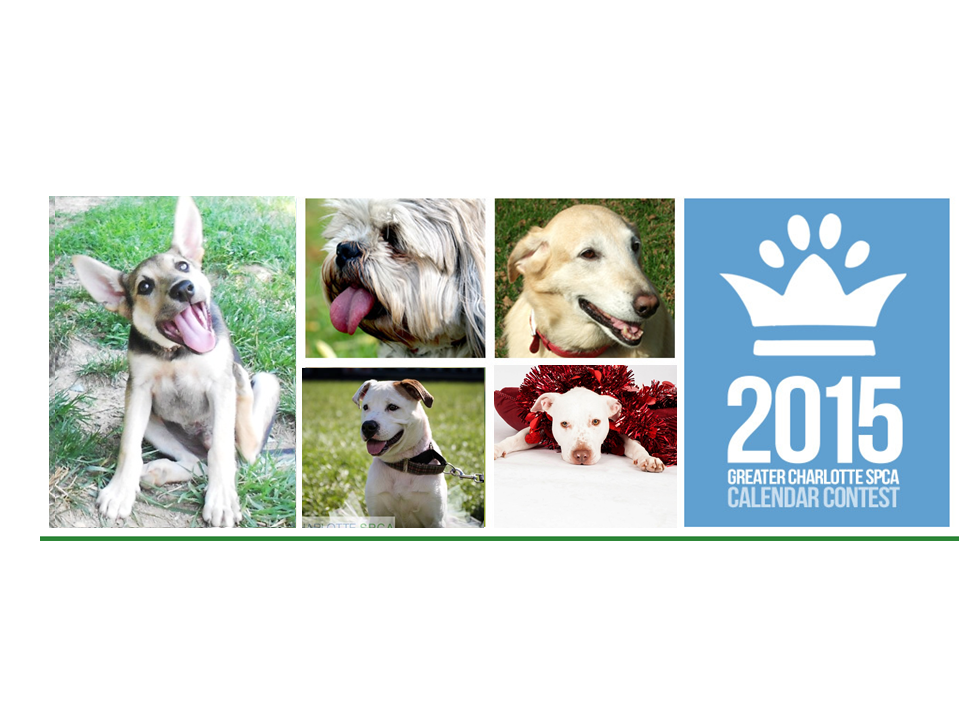 2015 Greater Charlotte SPCA Calendar Contest