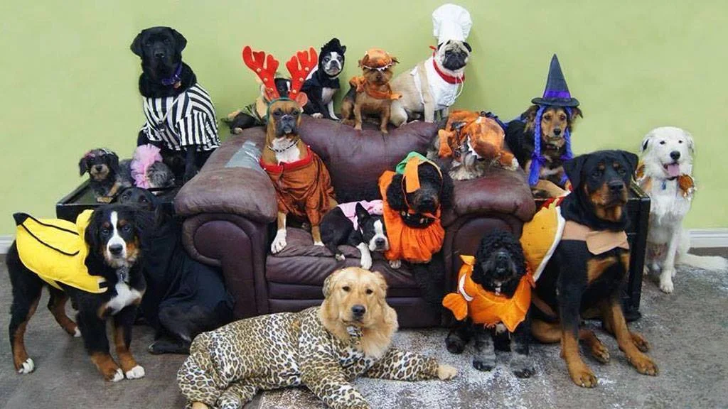 Pet Supermarket: Howl-o-Ween Party