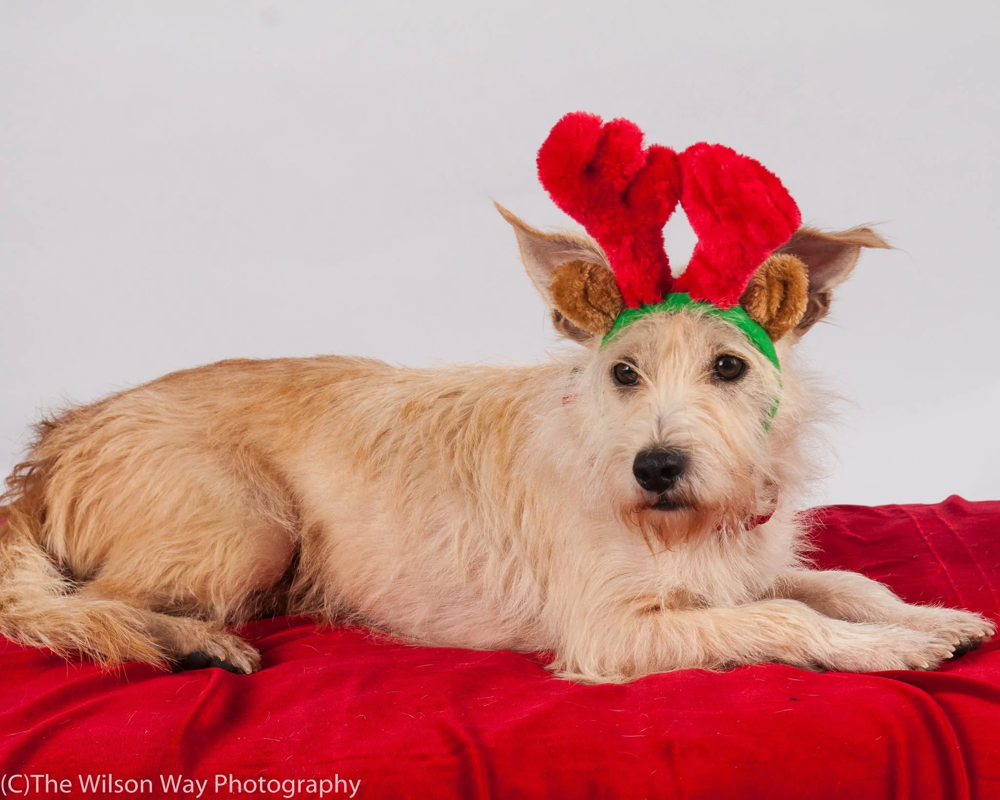 GCSPCA 2015 Holiday Photos