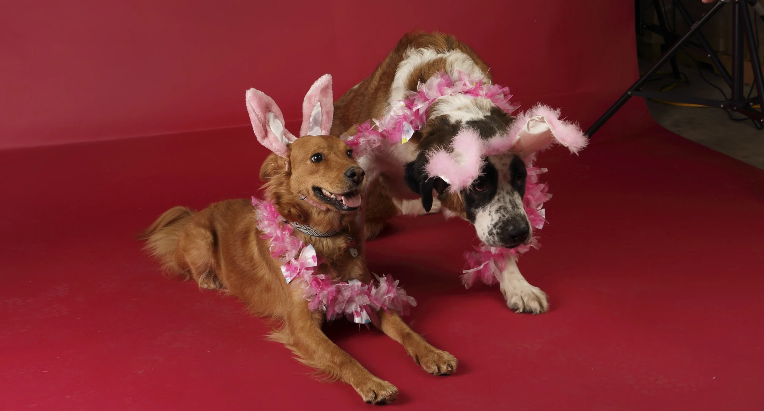 2016 Spring Photo Event Fundraiser