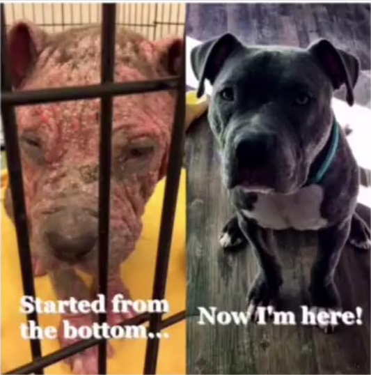 Meet Chevy. Chevy was only four-months-old when he was surrendered to CMPD as part of an animal cruelty investigation. Due to your donations, Chevy is now a beautiful and happy boy. Click the button below to make a donation to help other animals in need so they can have a happy ending like Chevy.